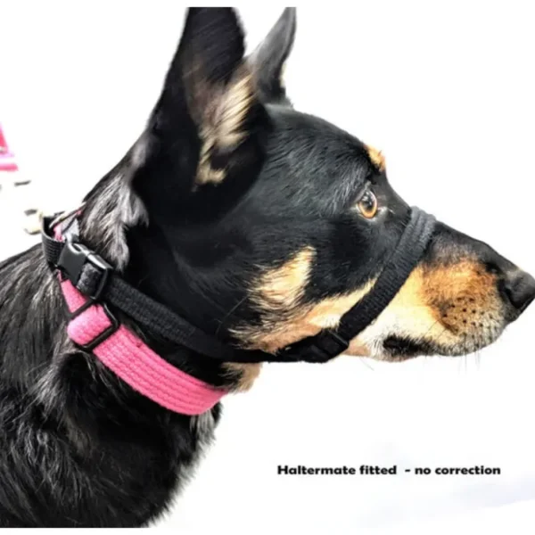 BlackDog Haltermate Black - Pet Home | The Perfect Pet Supplies Shopping Experience