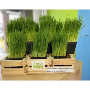 Cheap Fresh Wheatgrass Girl - Wheatgrass - Pet Home | The Perfect Pet Supplies Shopping Experience Cats