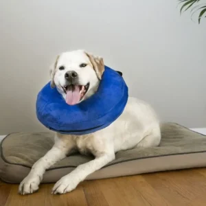 Clearance Kong Cloud Collar - Pet Home | The Perfect Pet Supplies Shopping Experience Dogs